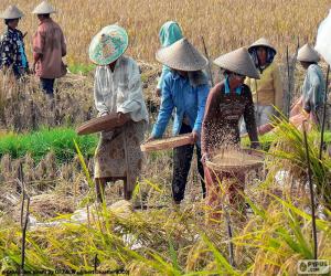 пазл Сбора урожая риса, Индонезия